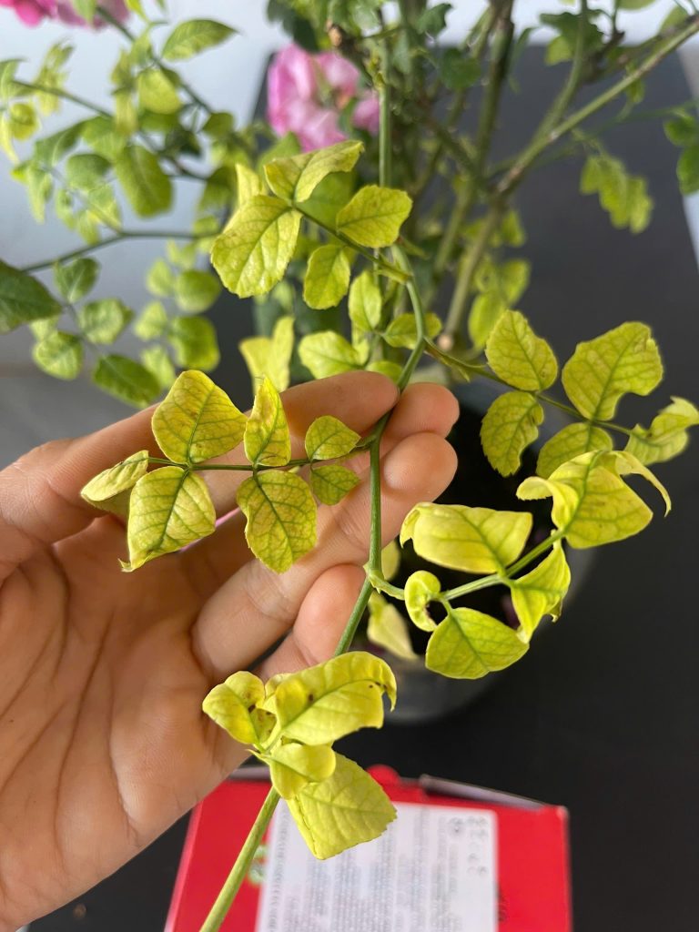 Image #1 from Nguyễn Thành