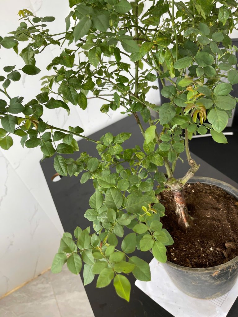 Image #2 from Nguyễn Thành