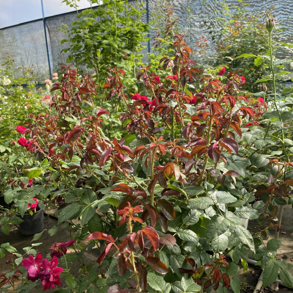 Image #1 from a Ba trầu